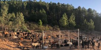 El campo defiende el horario fijo de invierno, más ajustado al ciclo de la noche y el día Pastoreo