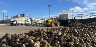 Arranca la campaña remolachera en ACOR garantizando un ingreso mínimo de 71 euros por tonelada campaña remolachera