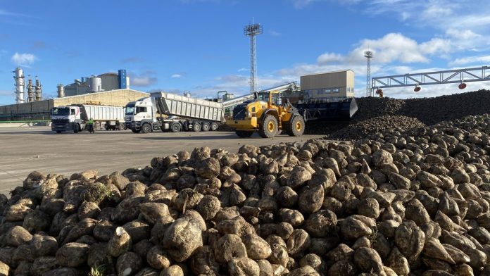 Recepcion-de-remolacha-en-la-fabrica-de-ACOR-en-el-primer-dia-de-campana-181023-1536x864 campaña remolachera