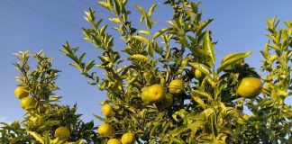 Alerta de “un nuevo hachazo” de Agroseguro al seguro de cítricos cítricos