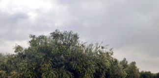 Recomiendan un tratamiento adecuado de los restos de poda para evitar la proliferación del barrenillo del olivo campaña de aceituna