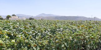 La cosecha de girasol no será buena tras actualizar datos de superficie sembrada girasol