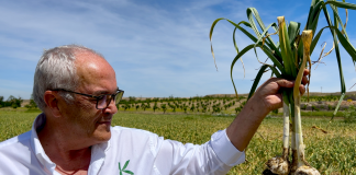 La combinación de insectos y nematodos beneficiosos de Koppert controla eficazmente las plagas y enfermedades en ajo, cebolla y puerro Koppert