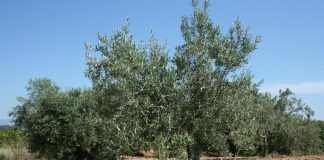 Denuncia los primeros robos de aceitunas en la Comunidad Valenciana Asociación Valenciana de Agricultores (AVA-ASAJA)