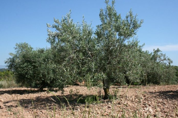 Asociación Valenciana de Agricultores (AVA-ASAJA)