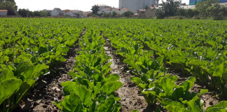 ¿Qué provincia es la principal productora de remolacha de España? remolacha