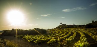 Recomienda al Ministerio de Agricultura no autorizar nuevas plantaciones de viñedos en los próximos tres años Rioja