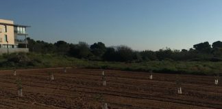Denuncia un goteo de pequeños hurtos diarios en el campo Plantones de algarrobo
