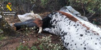 El SEPRONA detiene a dos personas por disparar a dos vacas y dos terneros en San Lorenzo de Calatrava