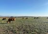 Fijados los importes 2025 de las ayudas asociadas a la ganadería: de 11 a 207 euros/animal vacas
