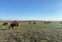 Fijados los importes 2025 de las ayudas asociadas a la ganadería: de 11 a 207 euros/animal vacas