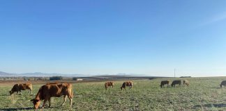 Fijados los importes 2025 de las ayudas asociadas a la ganadería: de 11 a 207 euros/animal vacas