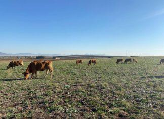 Diez medidas para conservar el suelo en ganadería extensiva vacas