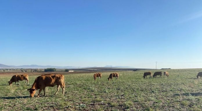 Fijados los importes 2025 de las ayudas asociadas a la ganadería: de 11 a 207 euros/animal vacas