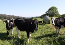 El Gobierno cambia la norma para mejorar la conservación de las razas autóctonas ganaderas en España vacas
