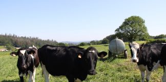 Publicados los importes unitarios de las ayudas asociadas a la ganadería de la campaña 2025 vacas