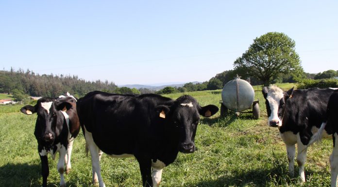 El Gobierno cambia la norma para mejorar la conservación de las razas autóctonas ganaderas en España vacas