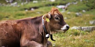 Aumenta la mortalidad del ganado vacuno por la Enfermedad Hemorrágica Epizoótica