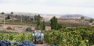 Altos costes y precios bajos hunden la economía de los viticultores españoles vendimia