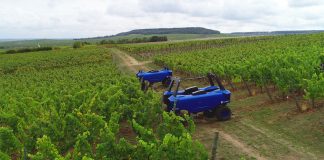 Los robots revolucionan la vid: desbrozan, podan y hasta ayudan en la recogida de la uva Tractor vitícola autónomo Bakus