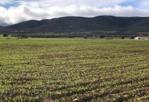 Las fincas rústicas resisten mejor que la vivienda en el arranque de 2026 compraventa de fincas rústicas