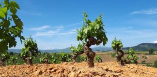 Presenta en el Congreso una iniciativa para que se concedan ayudas directas al olivar y viñedo viña