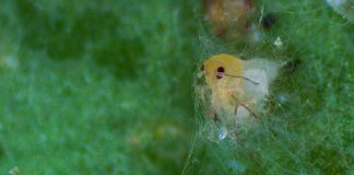 Mycotal, el bioinsecticida contra mosca blanca que sigue activo cuando llega el frío