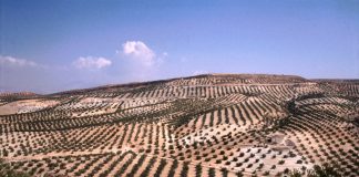 Advierten de que una segunda mala cosecha consecutiva de aceite conllevará unas consecuencias dramáticas olivar