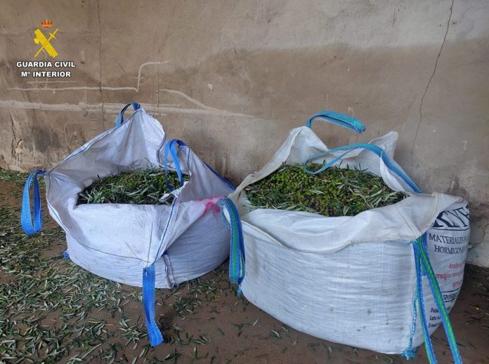 ROBO ACEITUNAS robo aceitunas