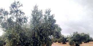 Una localidad manchega contratará seguridad privada durante la recolección de la aceituna olivar