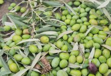 La producción de aceite de oliva en Castilla-La Mancha ronda las 125.000 toneladas aceitunas, aceite