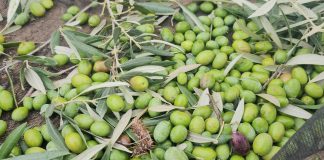 UPA Andalucía, satisfecha con un arranque de campaña que consolida el ritmo de ventas del aceite de oliva aceitunas