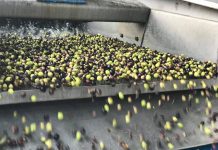 Prevé un descenso de cosecha del 15 por ciento en la campaña de la aceituna de Ciudad Real aceitunas