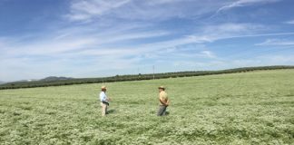 Anís y cilantro en grano, dos cultivos rentables y con bajos costes de producción