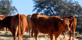 Critica la inacción del Ministerio de Agricultura ante la Enfermedad Hemorrágica Epizoótica (EHE) y la insuficiencia de las ayudas autonómicas Enfermedad Hemorrágica Epizoótica (EHE)