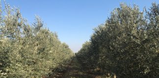 Andalucía prevé una cosecha de aceite de oliva por encima del millón de toneladas olivar