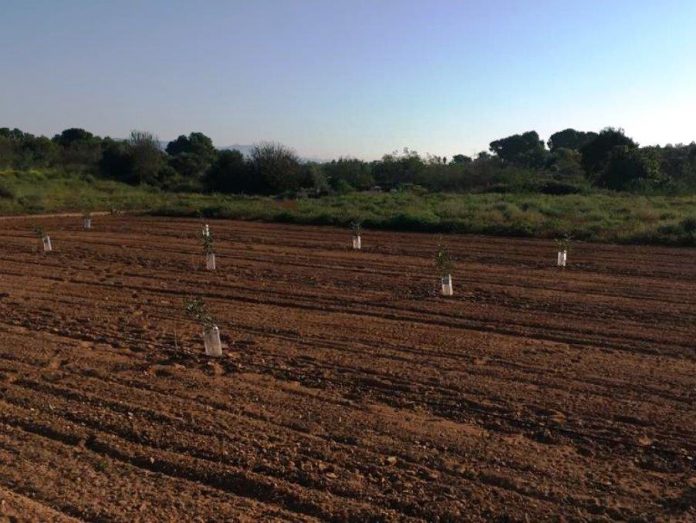 plantones algarrobos