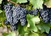 Castilla-La Mancha autoriza nuevas variedades de uva para elaborar vino uvas