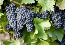 Castilla-La Mancha autoriza nuevas variedades de uva para elaborar vino uvas