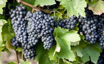 Castilla-La Mancha autoriza nuevas variedades de uva para elaborar vino uvas