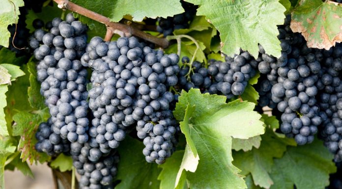 Castilla-La Mancha autoriza nuevas variedades de uva para elaborar vino uvas