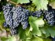 Castilla-La Mancha autoriza nuevas variedades de uva para elaborar vino uvas