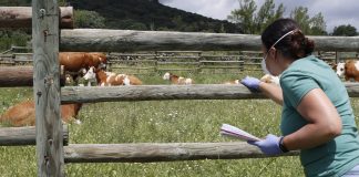 Advierten que “la ganadería en España sufre una situación de colapso burocrático” veterinario