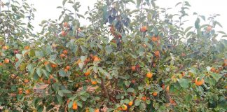 Caqui, cítricos, olivar y aguacate, los grandes afectados por el temporal en todas las comarcas de Valencia y Castellón viento