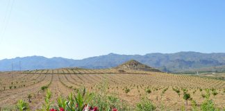 Alerta de que el Reglamento de Restauración de la Naturaleza traerá nuevas restricciones para agricultores y ganaderos viñedos