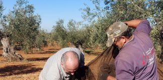Advierten que el rebusco de aceituna es ilegal durante la campaña de recogida