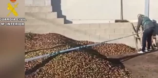 Inmovilizadas 15 toneladas de aceituna en mal estado en un punto de compraventa ilegal en Cáceres aceituna en mal estado