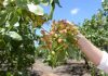 ASAJA Castilla-La Mancha recuerda que el pistacho debe pagarse a 30 días pistacho