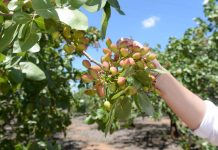 ASAJA Castilla-La Mancha recuerda que el pistacho debe pagarse a 30 días pistacho