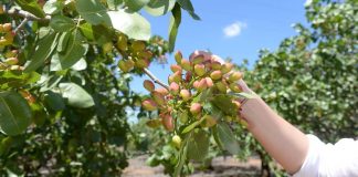 Pistacuenca procesa 50 toneladas de pistacho en su primera campaña pistacho